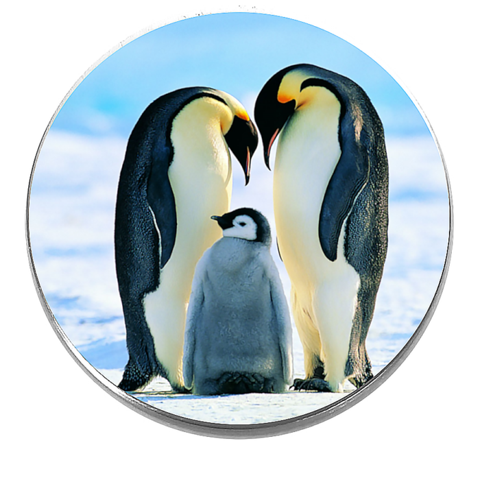 Pingvincsalád – kitűző