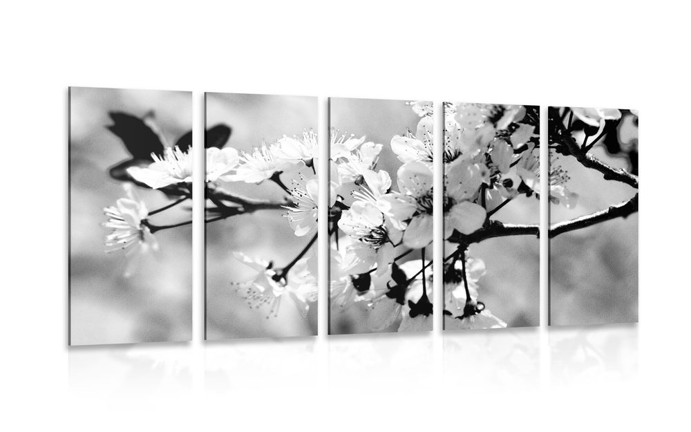 5-részes kép cseresznye fa virágzásban fekete fehérben
