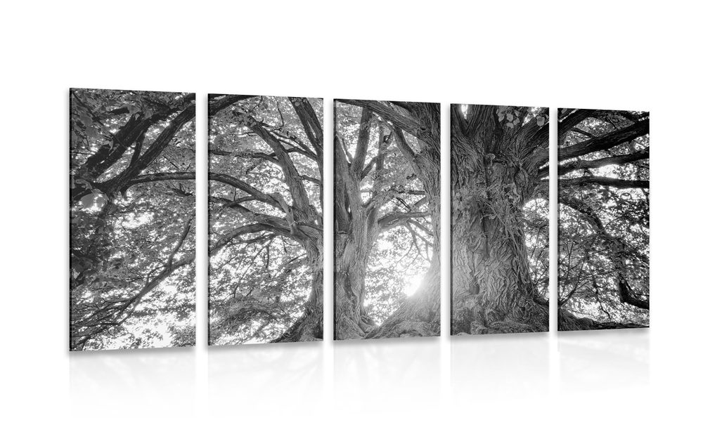 5-részes kép feketefehér fenséges fák