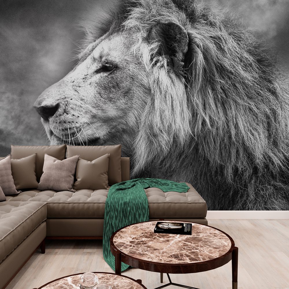 Fotótapéta afrikai oroszlán fekete fehérben