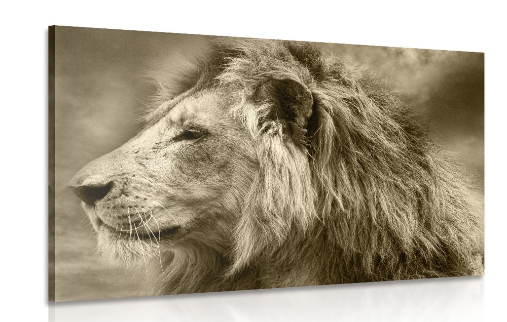 Kép afrikai oroszlán szépia kivitelben