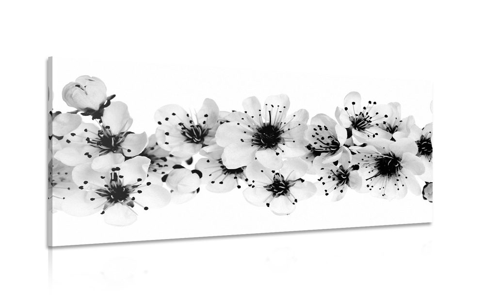 Kép cseresznye virág fekete fehérben
