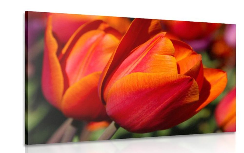 Kép csodálatos tulipánok réten