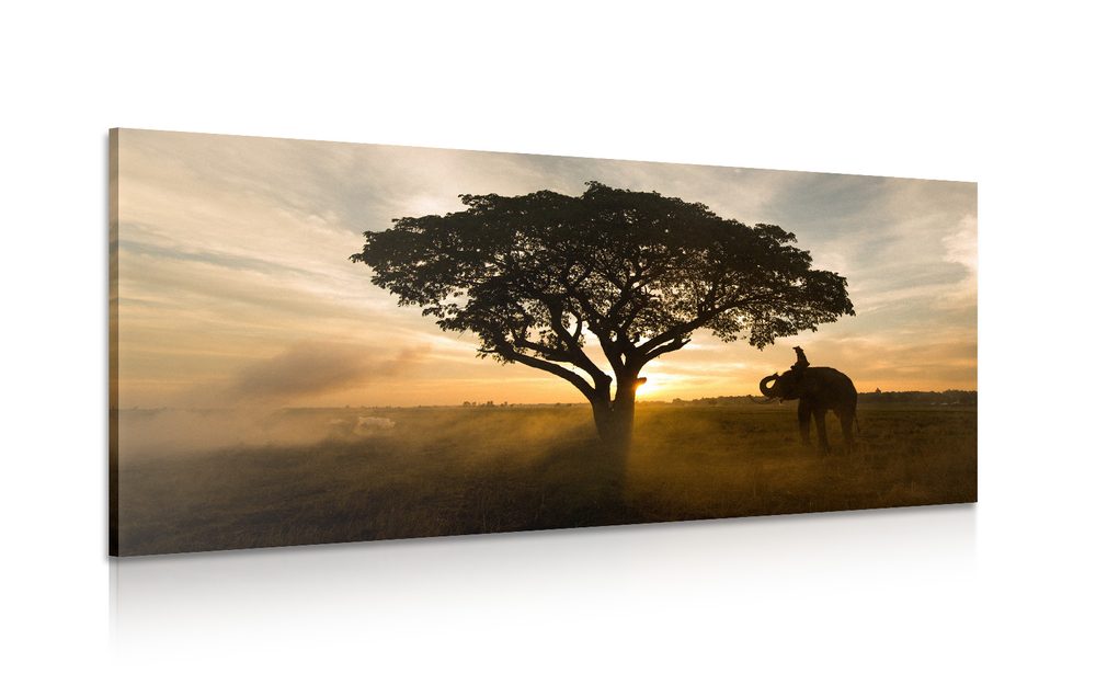 Kép elefánt napkeltekor