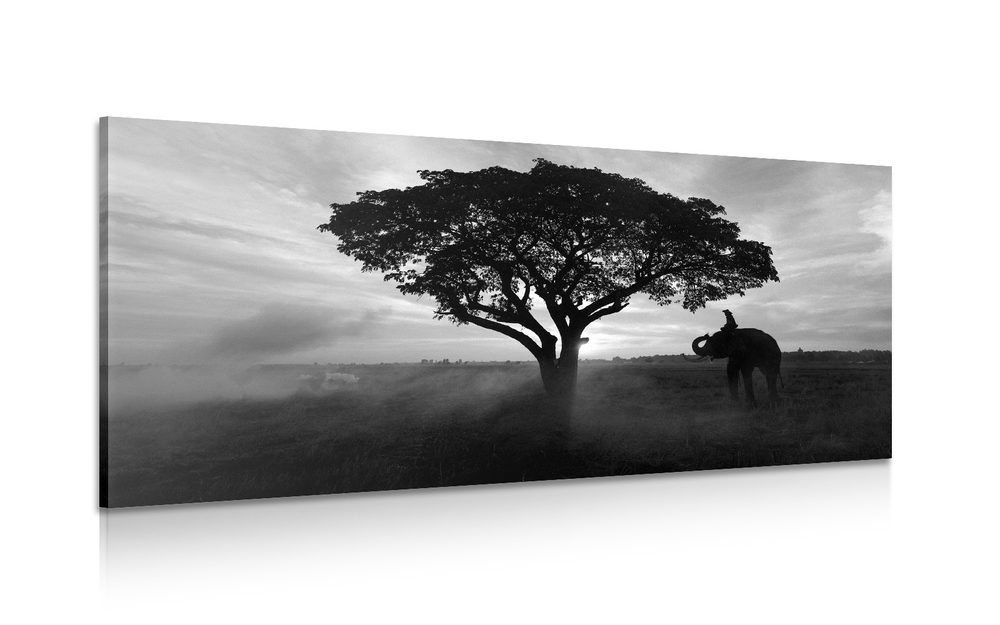 Kép  elefánt napkeltekor fekete fehérben