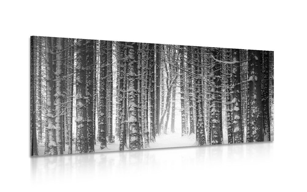 Kép erdő hótakaró alatt fekete fehérben