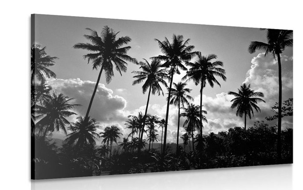 Kép kókuszdió pálmák a tengerparton fekete fehérben