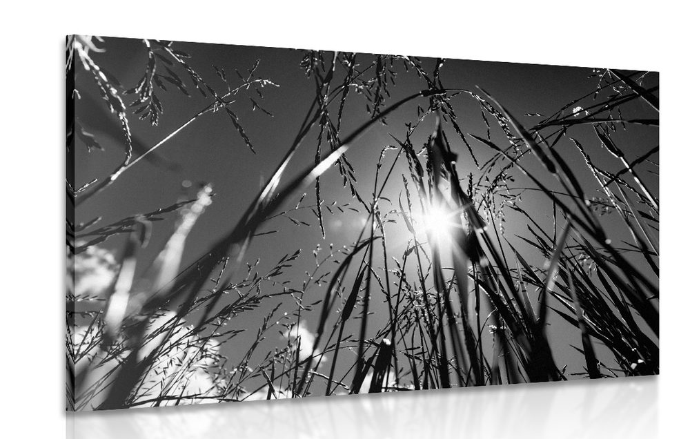 Kép mezei fű fekete fehérben