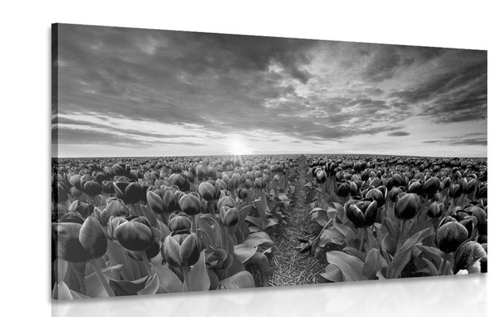 Kép napkelte tulipíán rét felett fekete fehérben