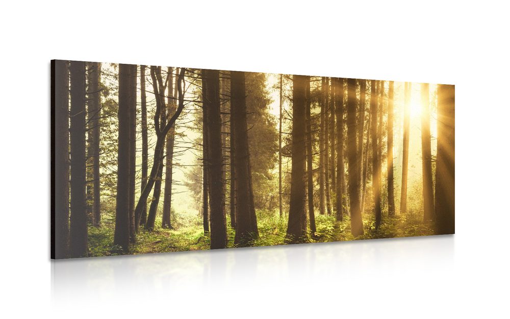Kép napsugárral borított erdő