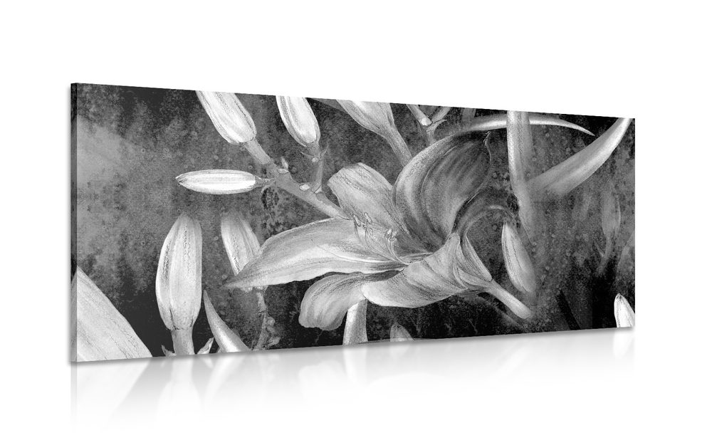 Kép virágzó liliom fekete fehérben