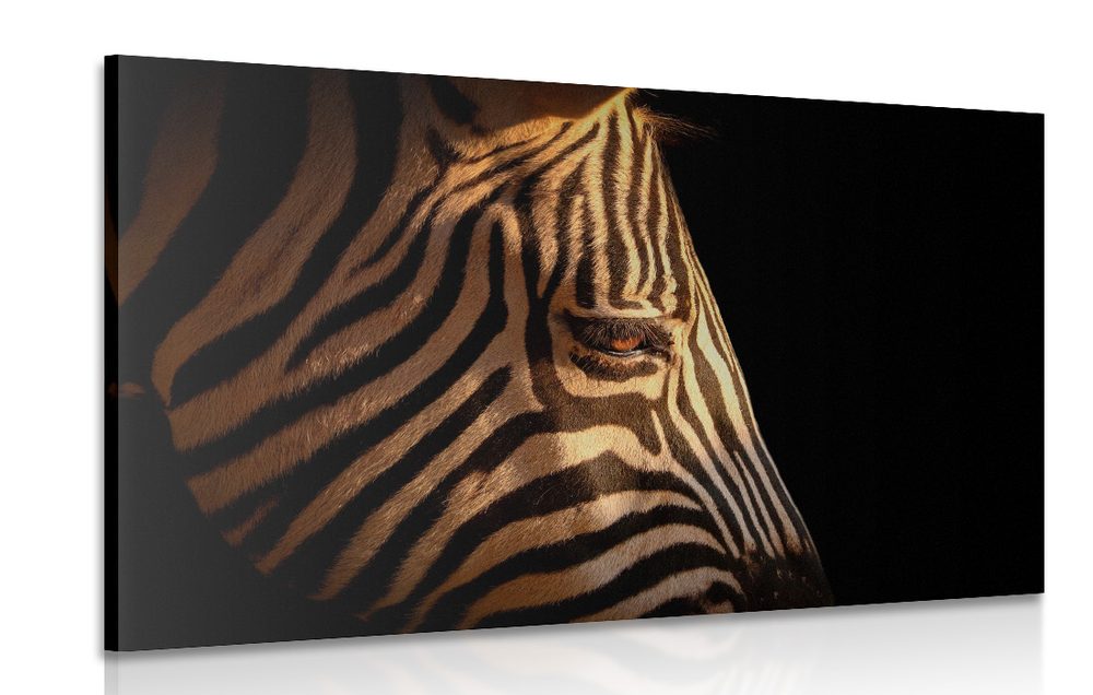 Kép zebra portré