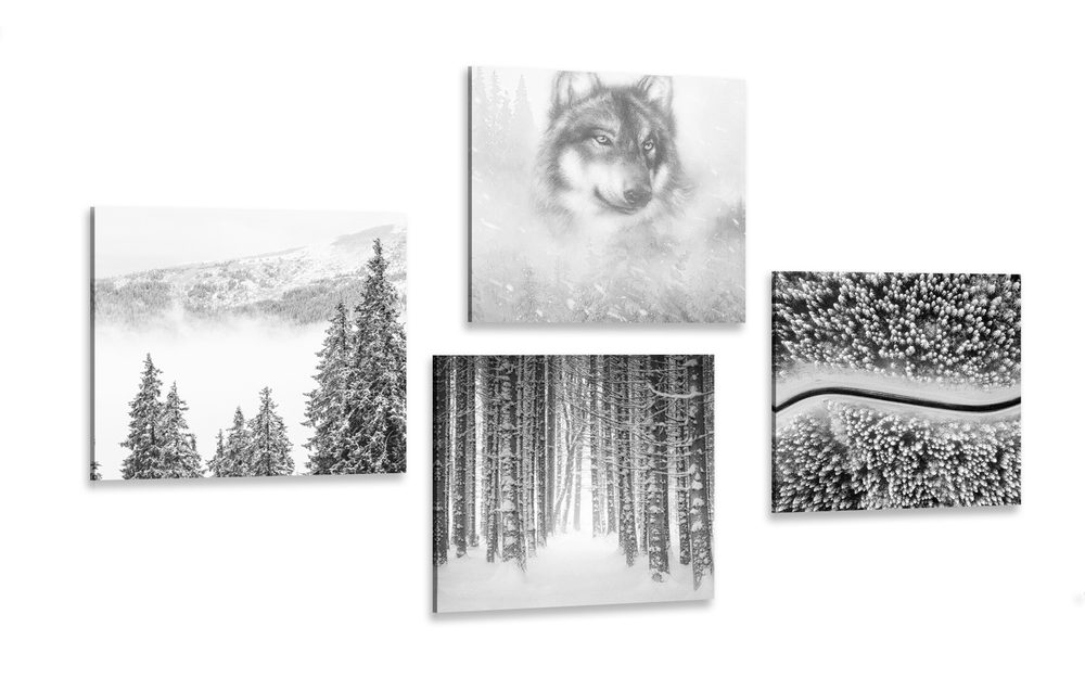 Képszett farkas a titokzatos erdőben fekete-fehér változatban