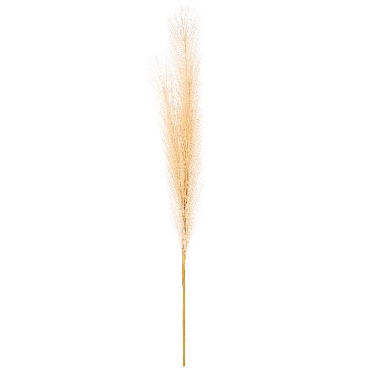 Pampaszfű, világosbarna, 9 x 77 cm