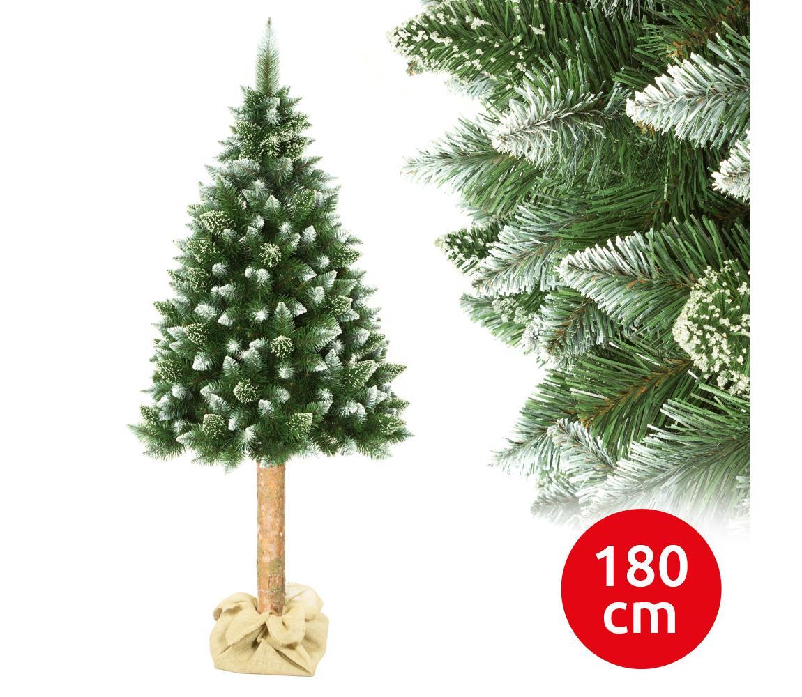  Karácsonyfa tönkön 180 cm fenyőfa 