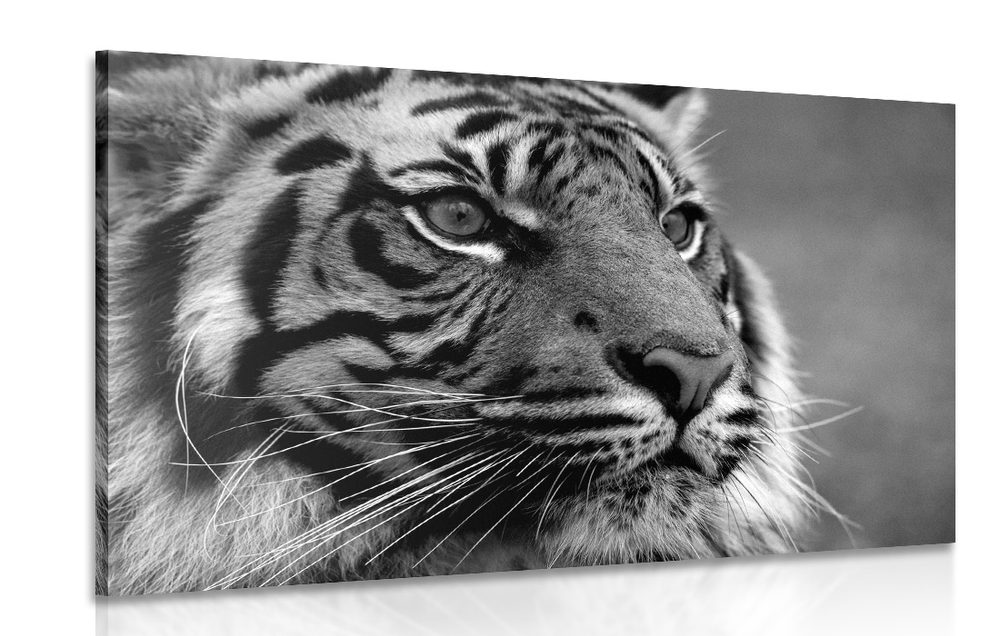 Kép bengáli tigris