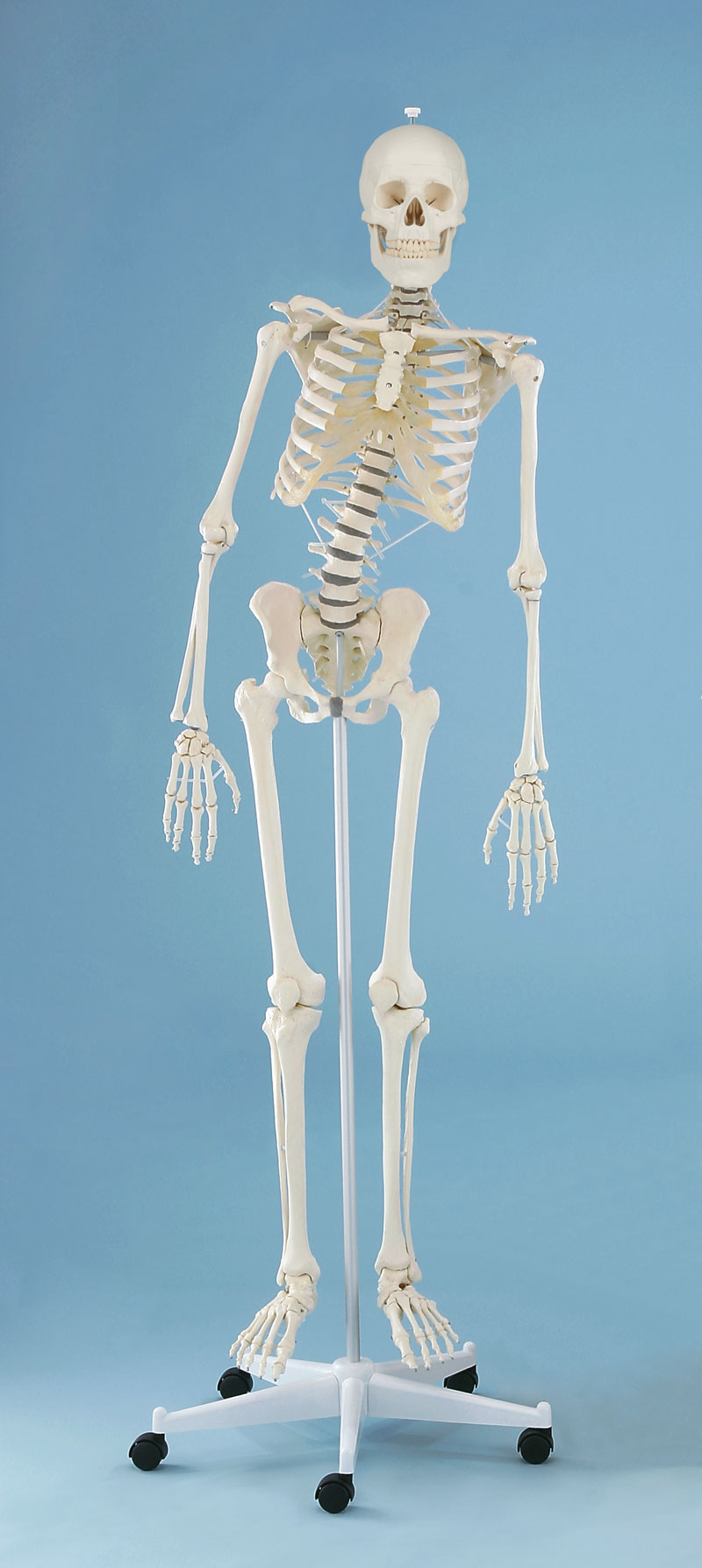 Csontváz modell – „HUGO” modell hajlékony gerincoszloppal