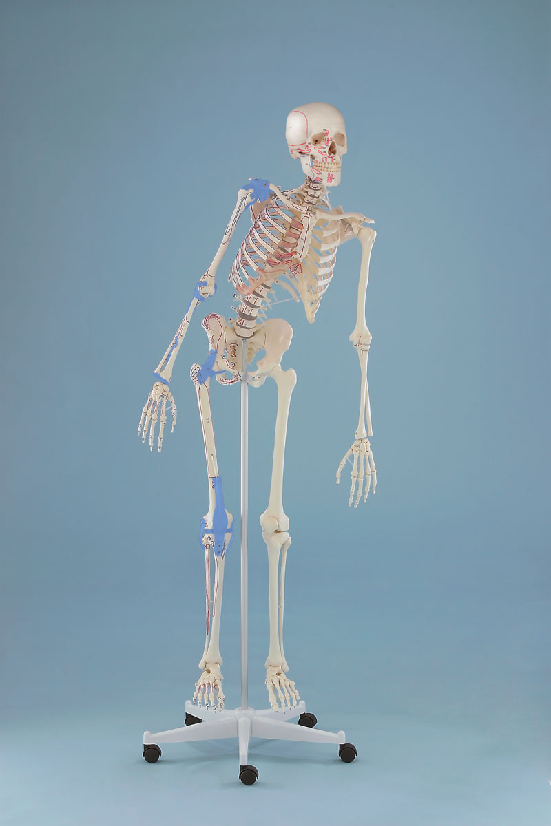 Emberi csontváz modell – „MAX” hajlékony gericoszloppal, kijelölt izmokkal és kötőszövetekkel