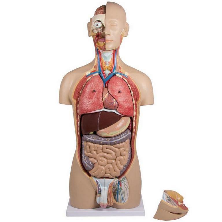 Emberi törzs - 27 darabból álló anatómiai modell nyitott háttal