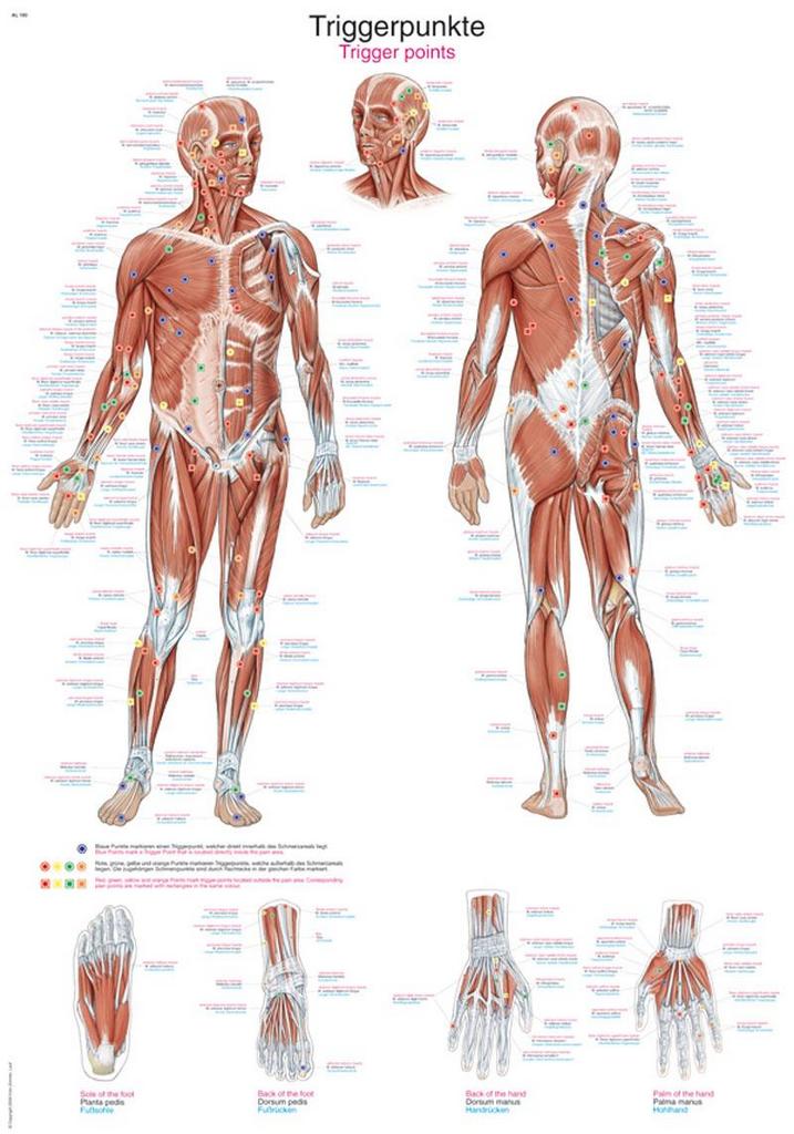 Erler Zimmer anatómiai poszter - A test triggerpontjai