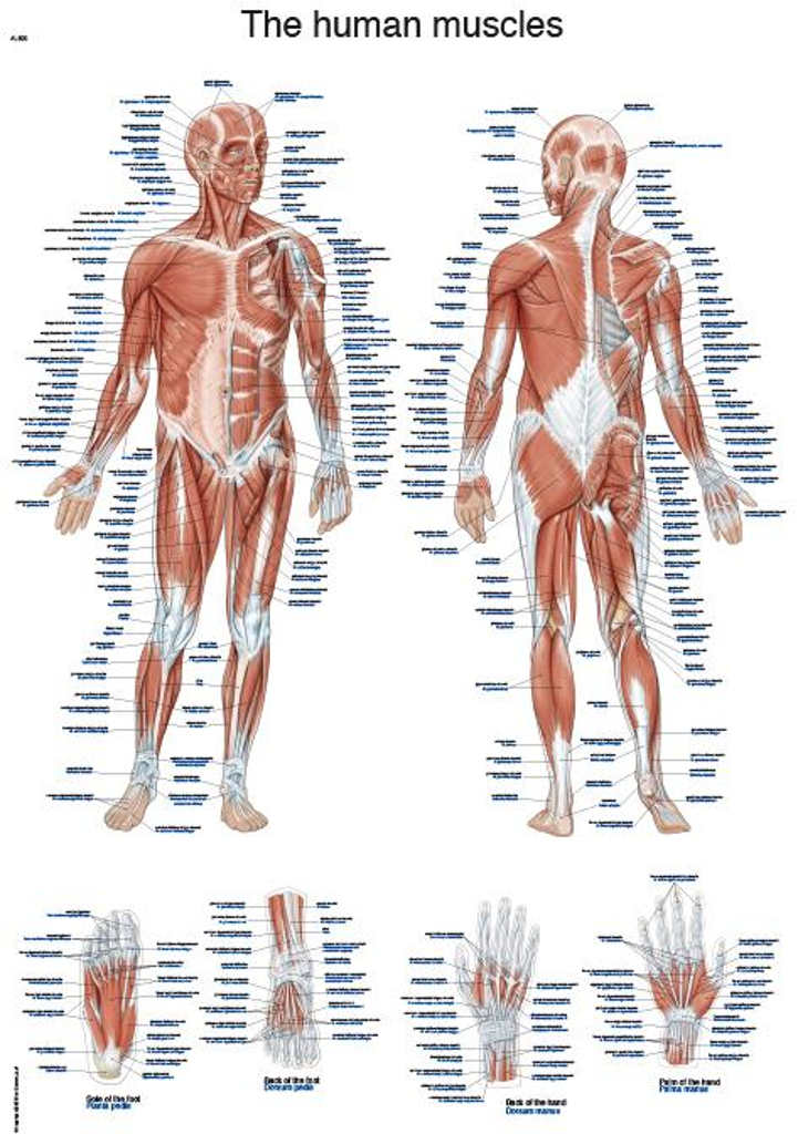 Erler Zimmer anatómiai poszter - Az ember izomzata