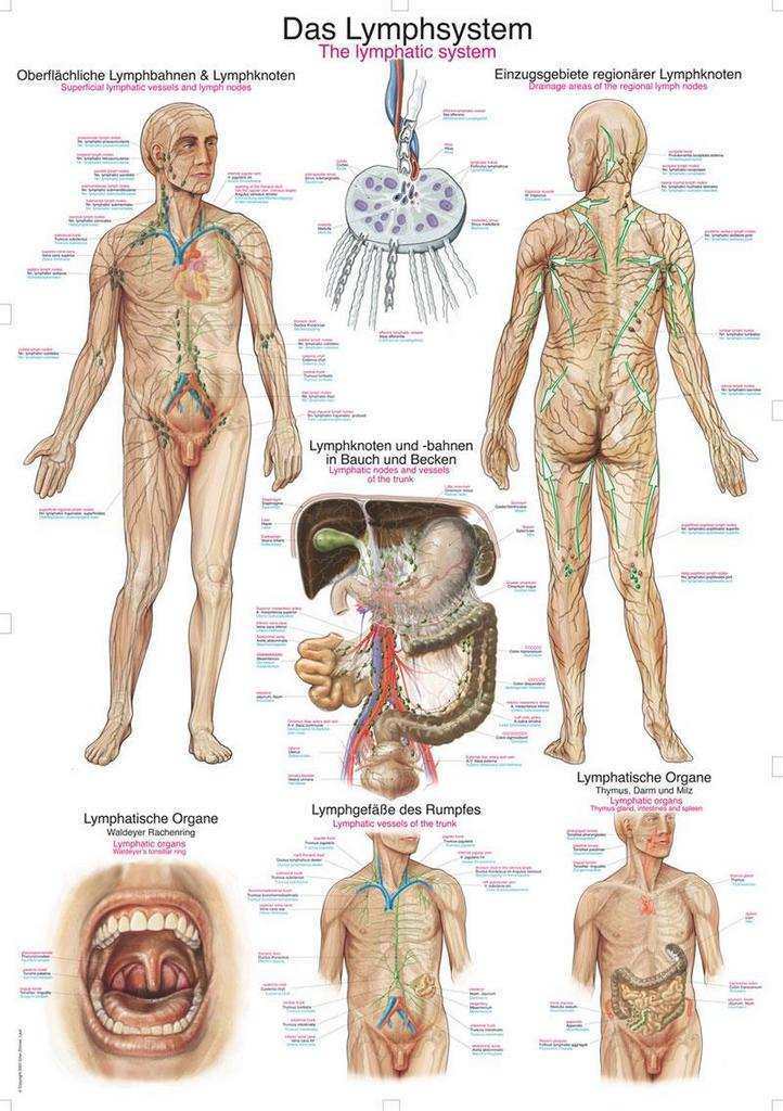 Erler Zimmer anatómiai poszter - Az emberi nyirokrendszer