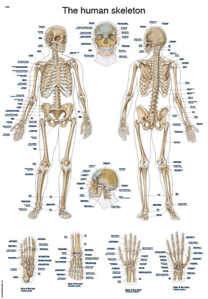 Erler Zimmer anatómiai poszter - Emberi csontváz