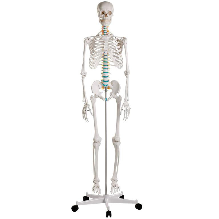 ERLER ZIMMER emberi csontváz modell – „OSCAR”