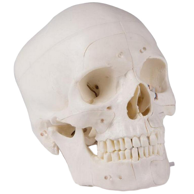 ERLER ZIMMER emberi koponya modell - 14 részes didaktikai modell