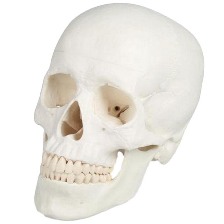 ERLER ZIMMER emberi koponya modell - 3 részes