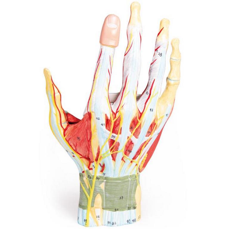 Erler Zimmer Kéz anatómiai modellje - 7 részes