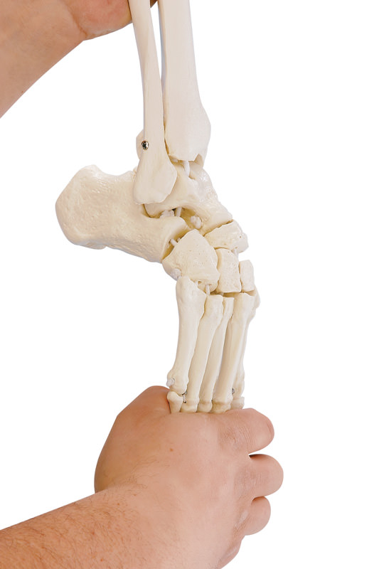 Erler Zimmer Rugalmas lábfej csontváz sípcsont- és szárkapocscsont-csonkkal