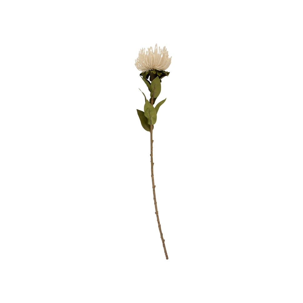 Művirág (magasság 60 cm) Protea – PT LIVING