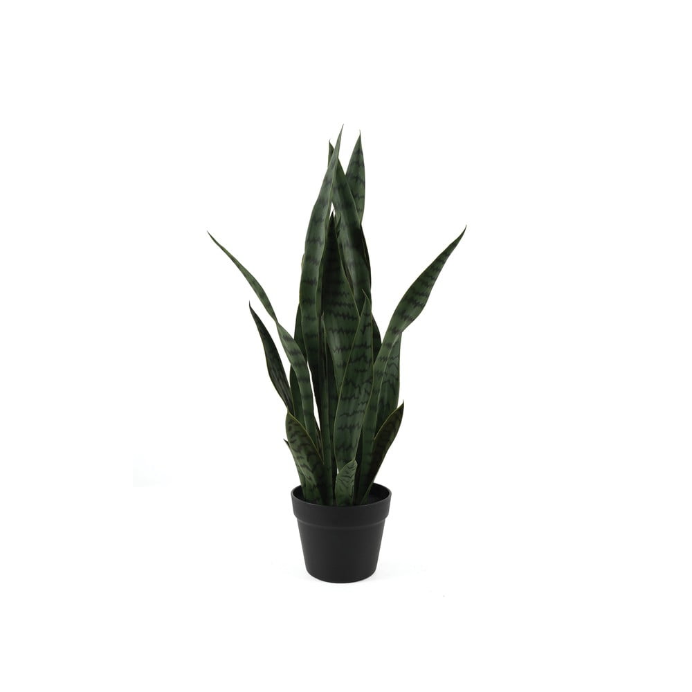 Szárított növény (magasság 66 cm) Sansevieria – PT LIVING