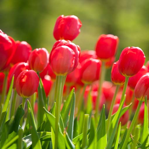Piros tulipánok - üvegkép