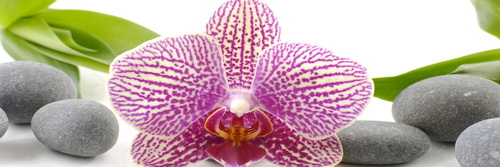 Csíkos orchidea