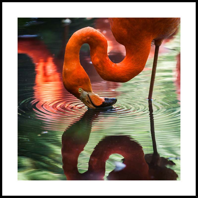 Flamingó - keretezett üvegkép