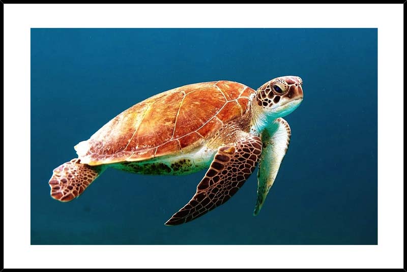 Nagy tengeri teknős - keretezett üvegkép
