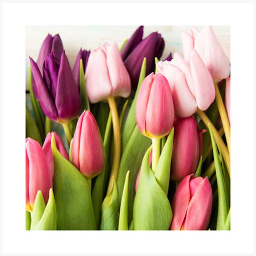 Tavaszváró tulipánok - keretezett üvegkép