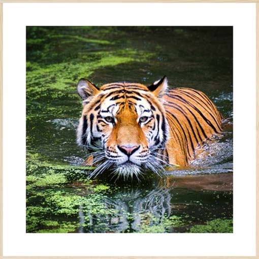 Tigris a vízben - keretezett üvegkép