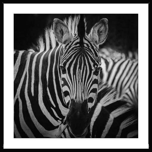 Zebra tekintet - keretezett üvegkép