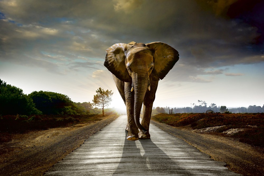 Elefánt az úton, poszter tapéta 375*250 cm