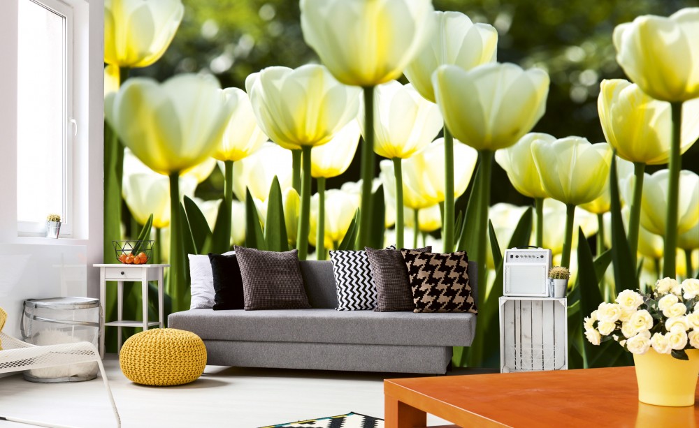 Fehér tulipánok, poszter tapéta 375*250 cm