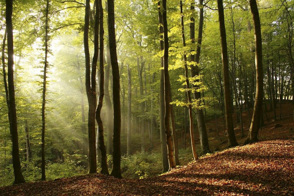 Napfényes erdő, poszter tapéta 375*250 cm