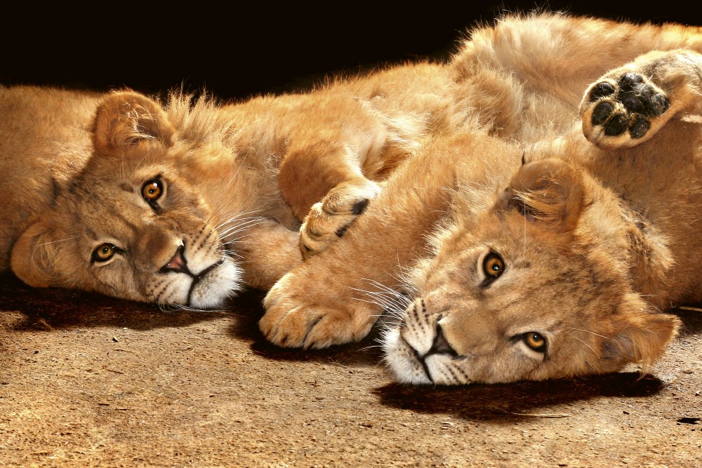 Pihenő oroszlánok, poszter tapéta 375*250 cm