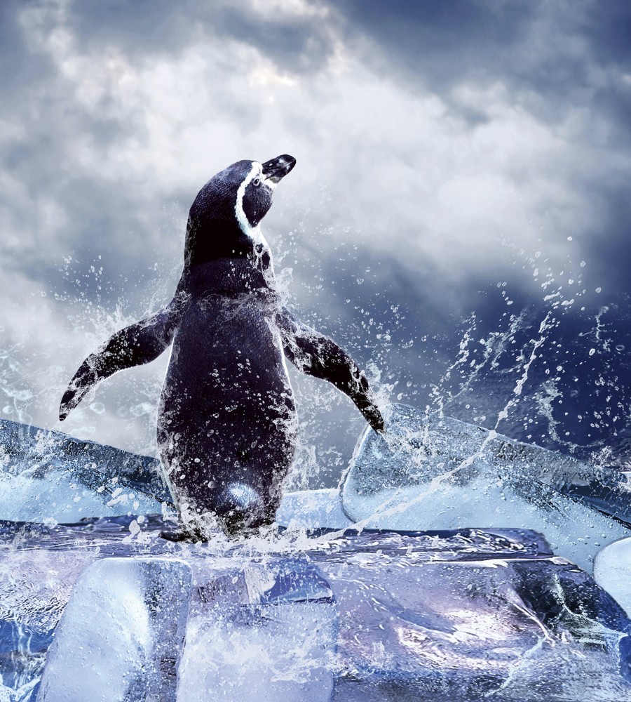 Pingvin a jégtömbön, poszter tapéta 225*250 cm