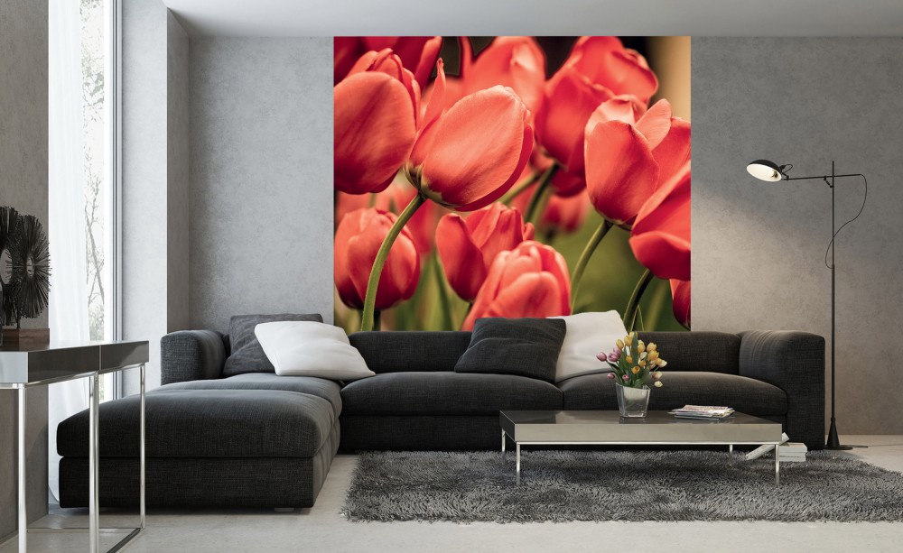 Piros tulipánok, poszter tapéta 225*250 cm
