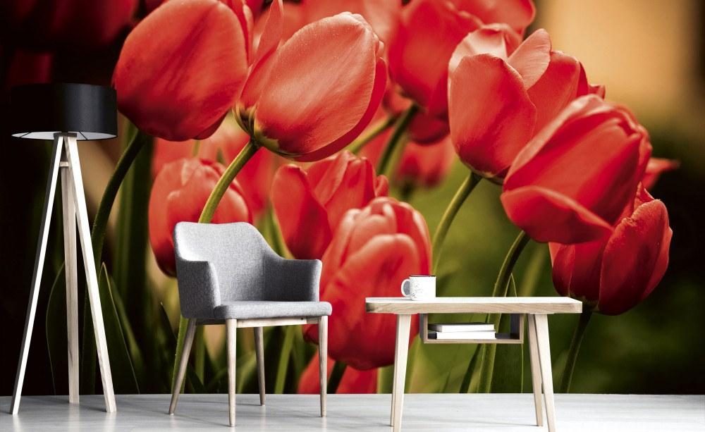 Piros tulipánok, poszter tapéta 375*250 cm