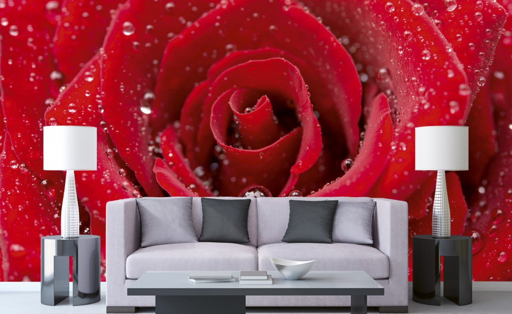 Vízes vörös rózsa, poszter tapéta 375*250 cm