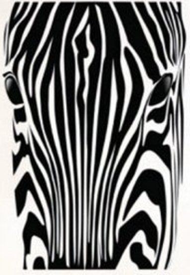 Zebra, falmatrica